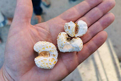 ... gibt es Riesen-Popcorn