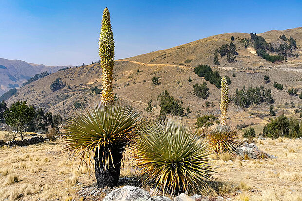 Puya Raimondii, die „Königin der Anden“
