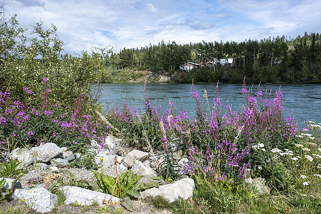 Fireweed mit Yukon