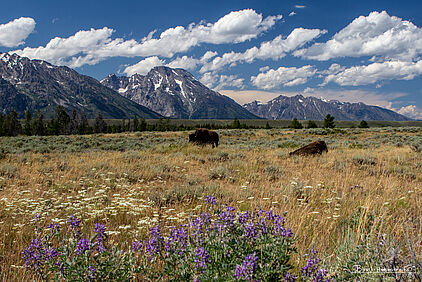 Grand Teton NP