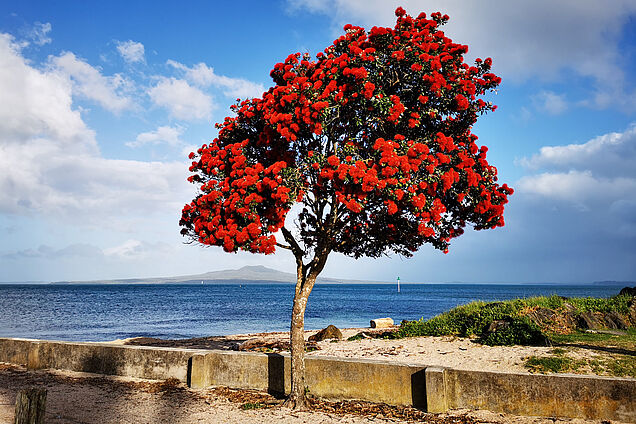 Pōhutukawa-Bäume
