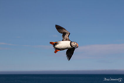ein Puffin