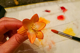 Fresien-Blüte in Arbeit