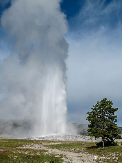 Old Faithful