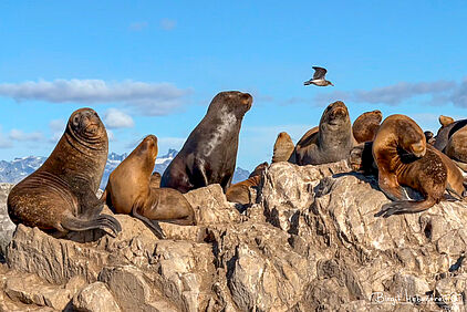 Südamerikanische Seebären