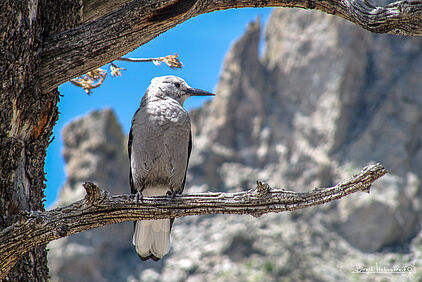 Clark's Nutcracker