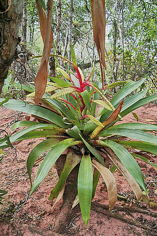 Bromelien