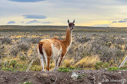 Guanaco