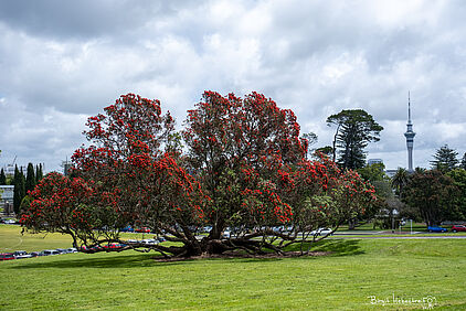Pōhutukawa-Baum in der Auckland Domain
