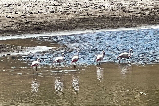 Flamingos