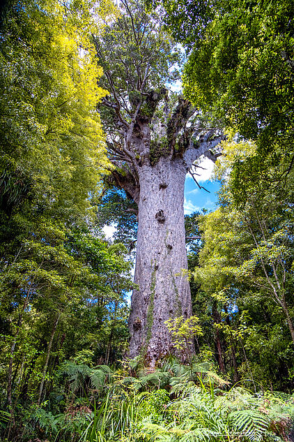 Tane Mahuta - Neuseelands größter lebender Kauri