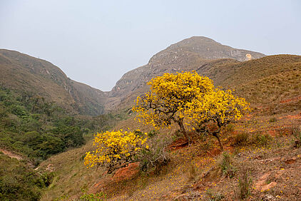 im Amboro Nationalpark