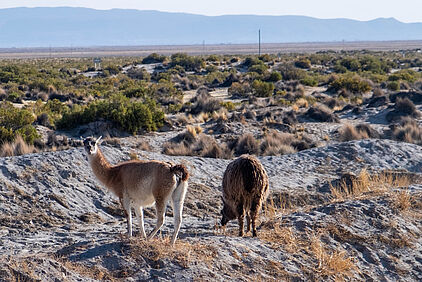 Lamas