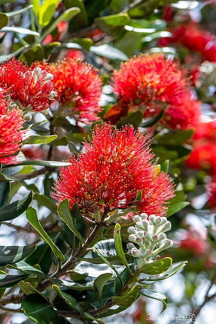 Pōhutukawa-Blüte