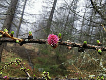 Lärchenblüten