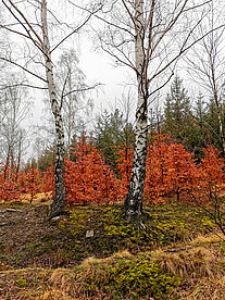 Herbstfarben