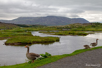 Thingvellir-Nationalpark