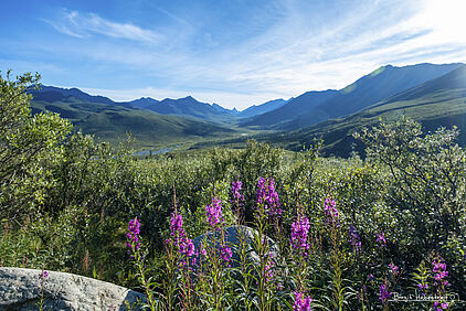 in den Tombstone Mountains 