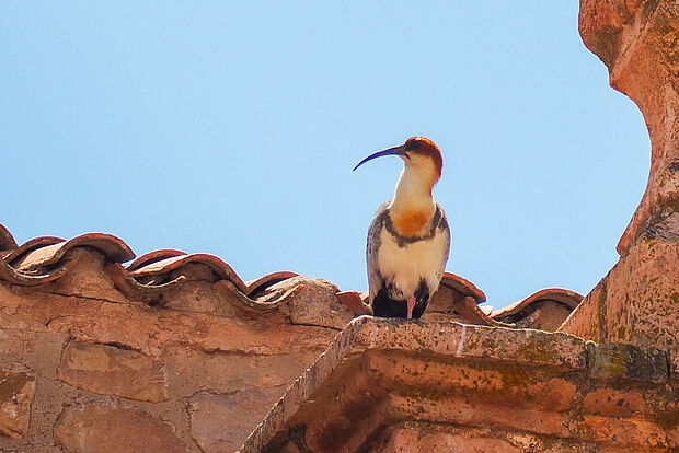 Brillenibis
