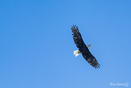 ein Eagle am der Chilikoot Lake