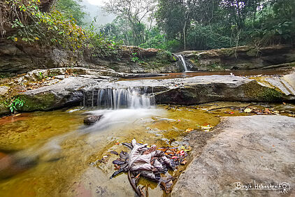 am Rand des Regenwaldes
