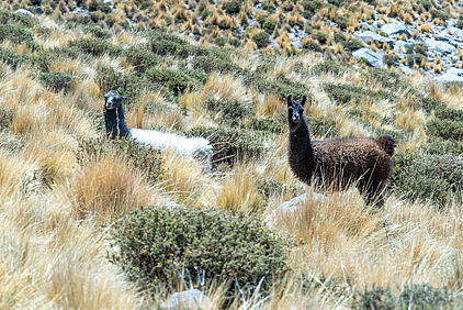 Lamas