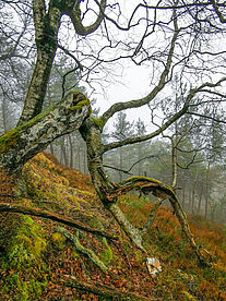 Baum am Wegesrand