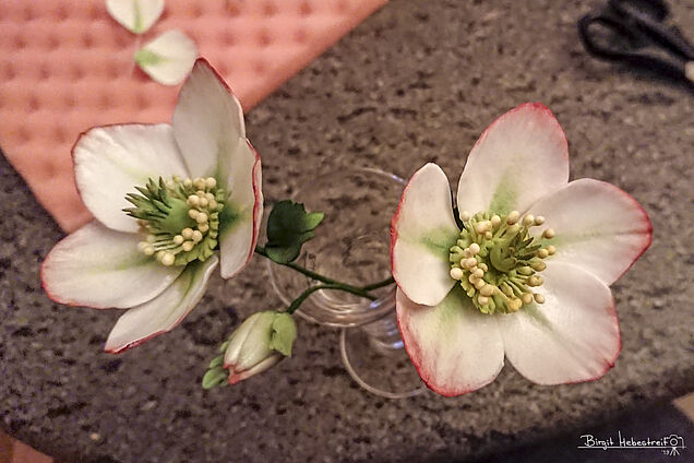 Christrose