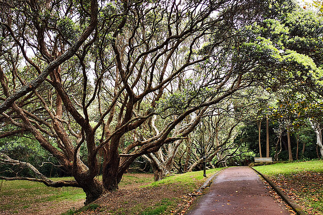 Auckland Domain