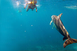 Mit Delfinen im roten Meer